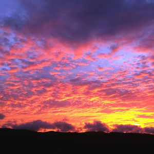 Meet your Posher, Riley